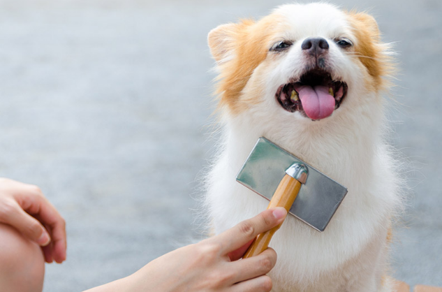 良好的空气交换为宠物提供更健康的环境