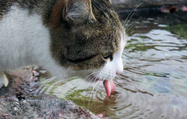 猫的胰腺炎病症原因及治疗方法