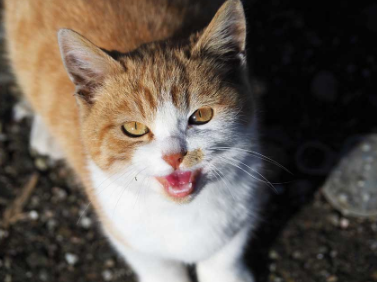 猫甲亢的病情分析及预防治疗方法