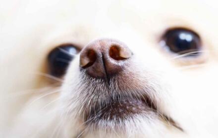 狗的鼻炎症状原因及预防措施
