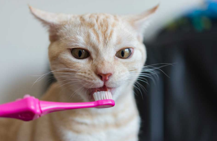 猫的牙周病治疗及预防方法